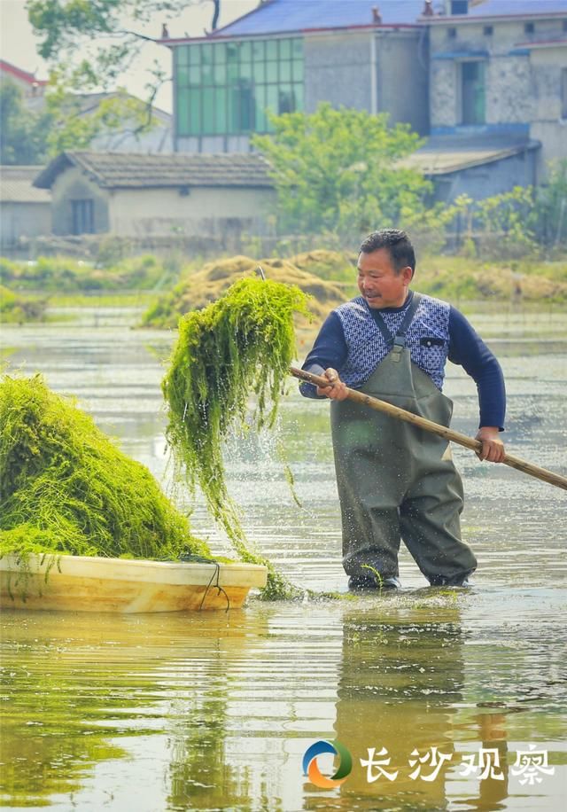  [盘龙岭村]产业扶贫看长沙丨荷花虾产业篇：荷虾共生 效益倍增