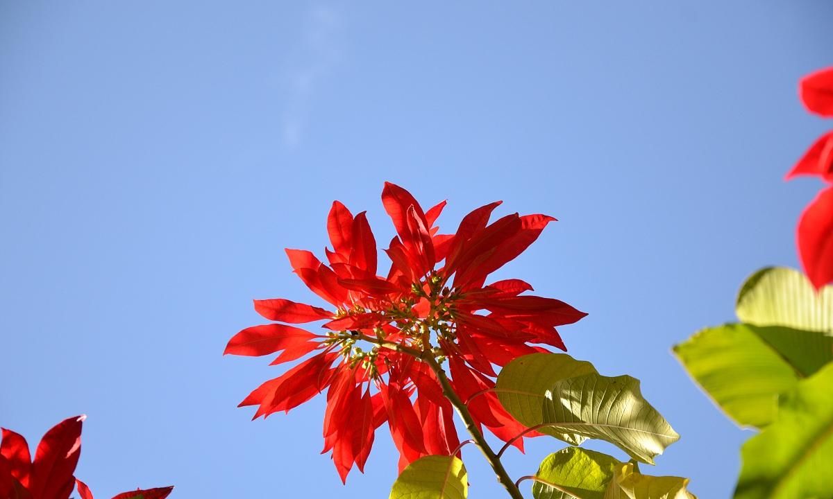  [空气净化]这几种花放在家里会致命 不适合放在家里养的花有哪些