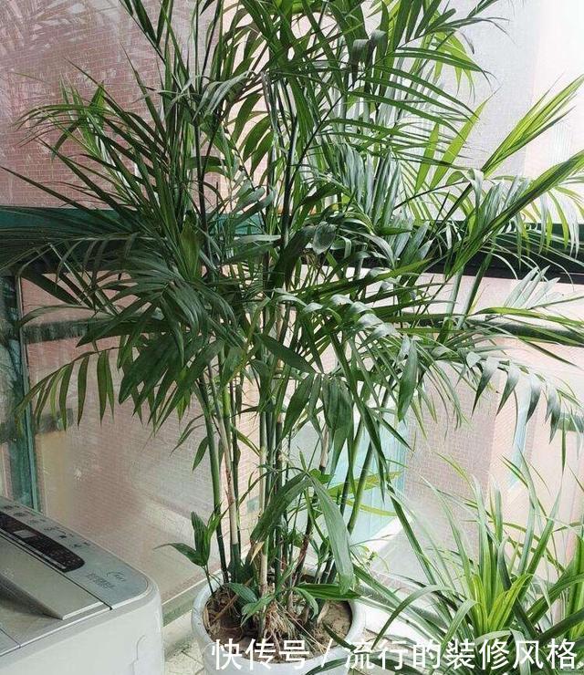  [油绿]散尾葵过冬，注意1个“小细节”，叶片油绿发亮，蹭蹭长到两米高