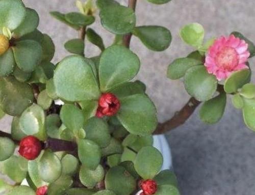  『得养』家里有阳台，得养3种“镇宅花”，不浇水一样长，阳台变成花园！