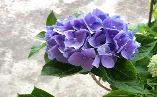  『花开花』常见的5个绣球花黄叶原因，搞明白了绣球花开花爆盆成老桩