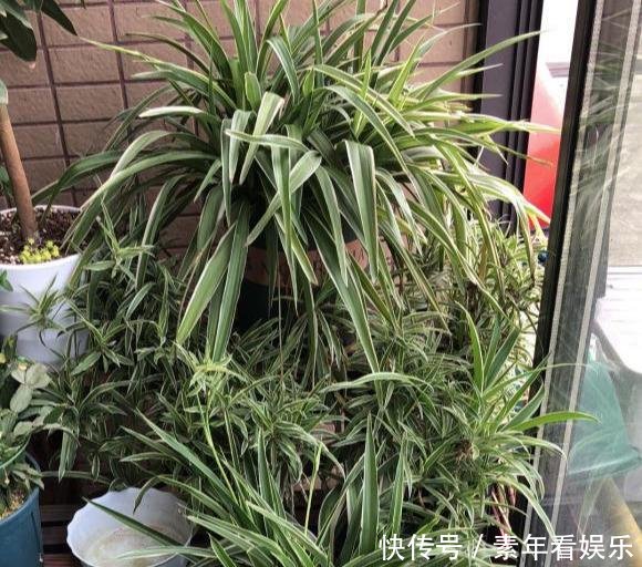  『真够』吊兰家族真够多，个个爆脾气，呼呼爆盆，披头散发颜值高