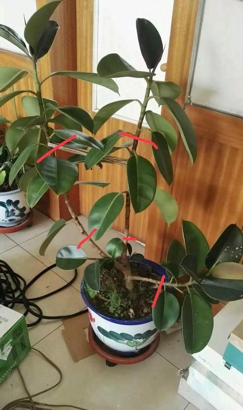  花养@长寿花养出大粗枝，一年到头不窜芽，该剪就得剪！