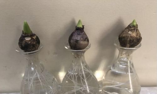  『水培养护』在家里用风信子的鳞茎水培养开花，在玻璃瓶里加点清水就行了