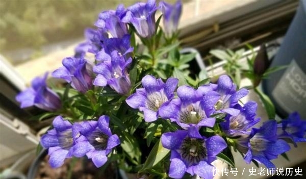 「花名」花名以“龙胆”命名,开花特漂亮,李时珍说它“定五脏杀虫毒”
