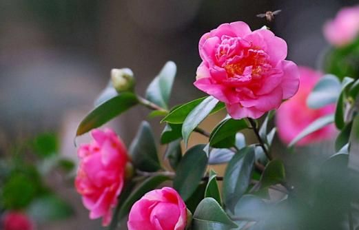  「观赏价值」俗话说一花一世界，家里养上这些花草，空气清新，观赏价值也极高