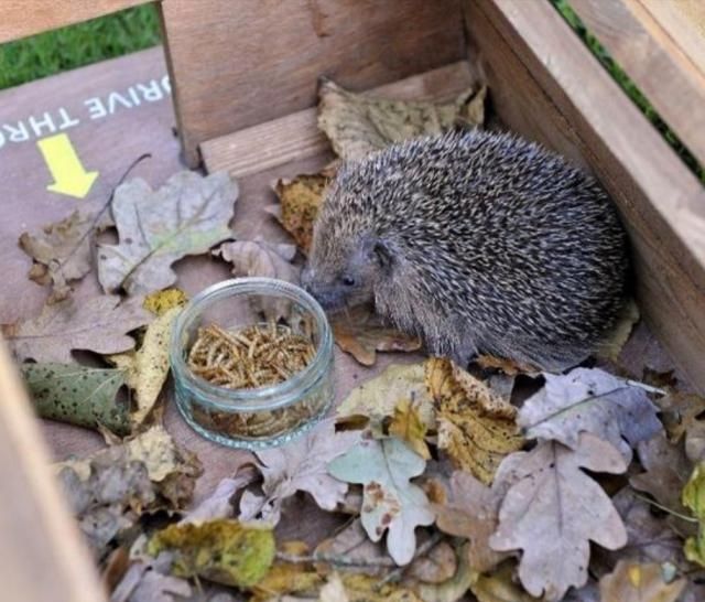  【选择】五大暴利养殖业，选择养殖一年赚几十万不成问题