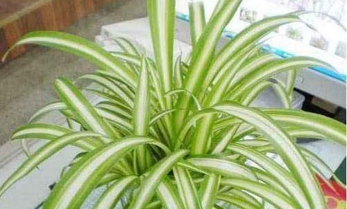  绿萝■阳台不知养啥花？不妨养这几款花，比绿萝好养，花色鲜艳又迷人