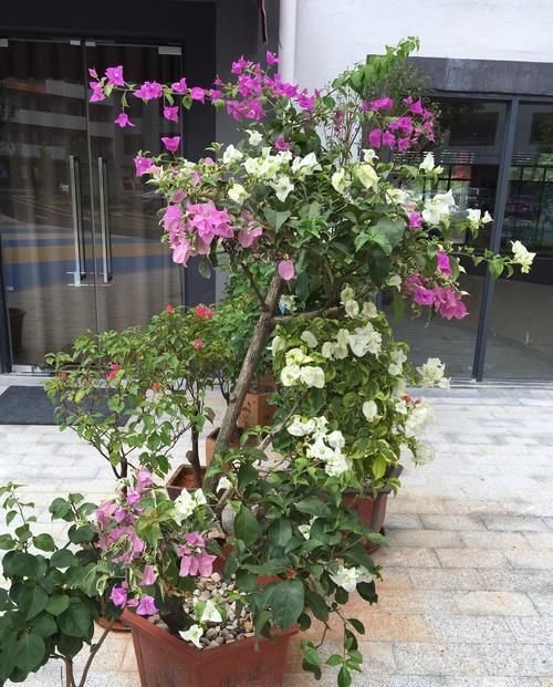  [阳光]有阳光就好开花的三角梅，没想到花色这么多，你养了哪一种？
