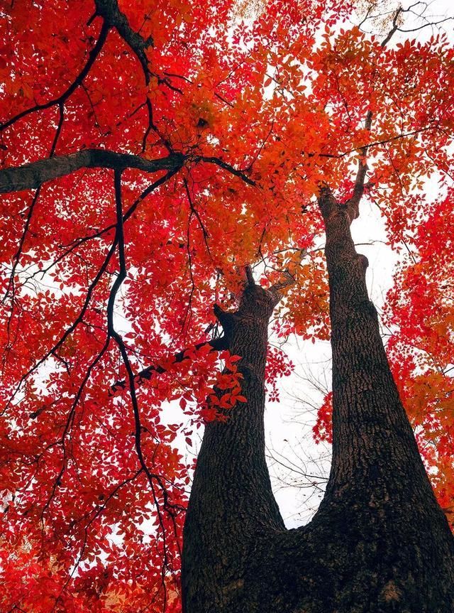又一个红叶王国!国内这处秘境,有比肩枫叶之国加拿大的醉美秋色