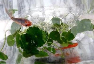  [排泄物]铜钱草可以放鱼缸里吗
