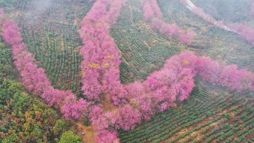 冬天赏樱花？没错，贵州的5000多株冬樱花盛开了！