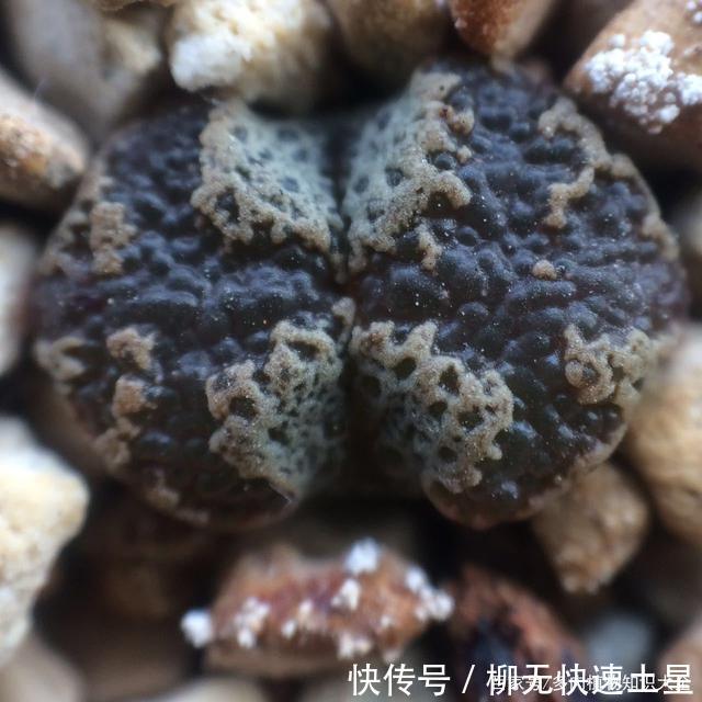  『植物』春天买的多肉植物们，花了几百块，不知道亏了吗