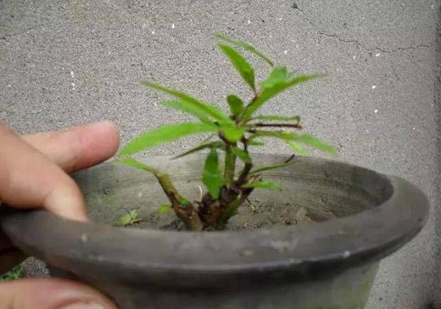 #以进行扦插#9种花,最适合“下雨天”扦插,顶端掐个“叶”,埋土里7天就发芽