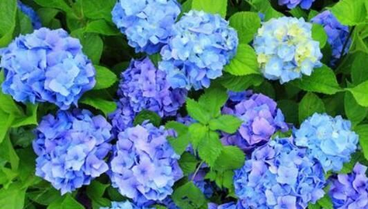 #花盆#花朵硕大的八仙花怎么养?“4个要点”掌握好,轻松养出好