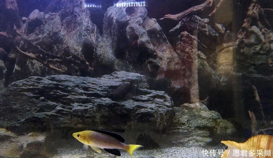  『好看』坦湖经典观赏鱼，繁殖超快，中层群游好看