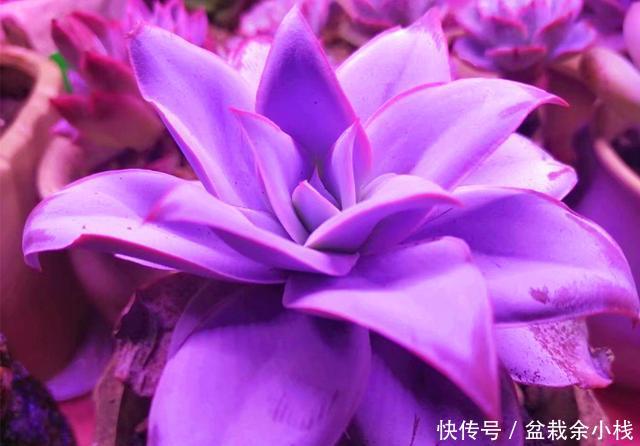 「旺盛」春天让多肉淋几场雨,越长越旺盛,但这些最好别淋,容易生病虫害