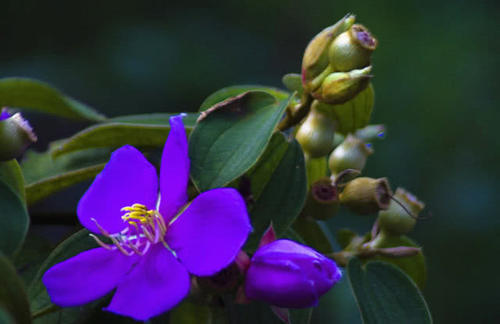 农村这种野生植物不但果实味道爽甜，价值用也很多，你有见过没