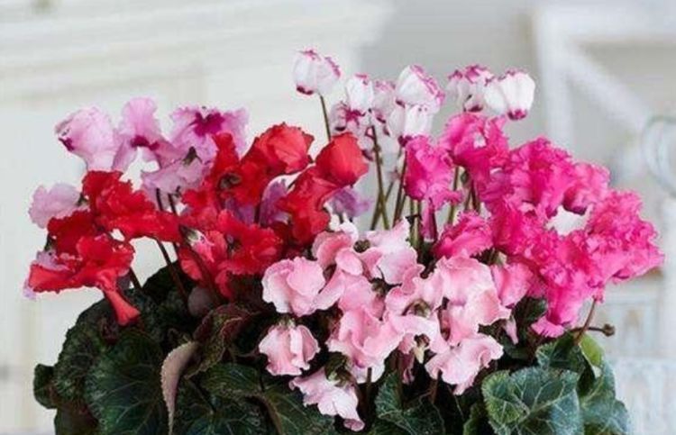  「五彩缤纷」3种花人见人爱，五彩缤纷，一年四季开花不断，阳台变花海！