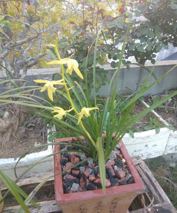 『服盆』兰花裸根如何上盆?准备“3样”植料,做到2点,15天完美服盆