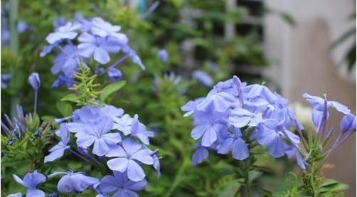  『春天』春天养这几朵花，花开不断，好养易开花，花香四溢飘满屋，美爆了