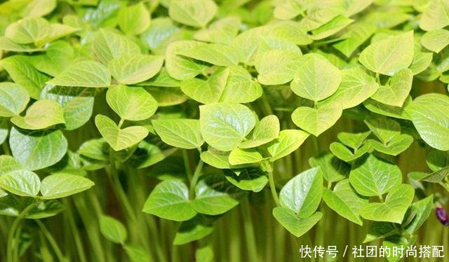  卫生：在厨房种上这些，不但可以当绿植看，还可以吃，干净卫生有营养