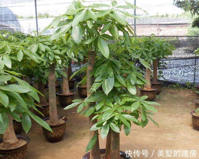  黄叶|不会养发财树，学会“几招”，不烂根，不黄叶，谁都能养好它