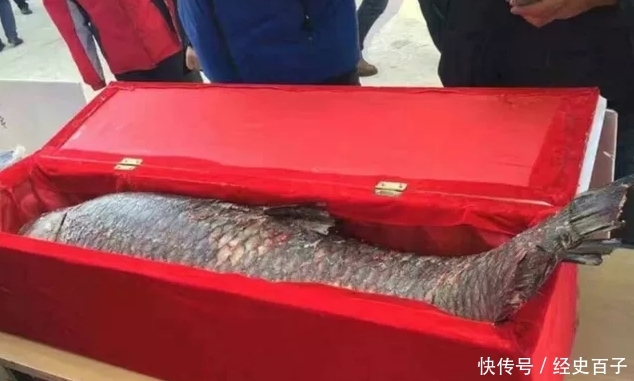 一条草鱼竟卖出85万元，到底是为啥呢？