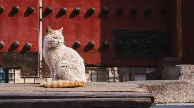 走！去故宫吸猫，181只皇家猫全都撸一遍