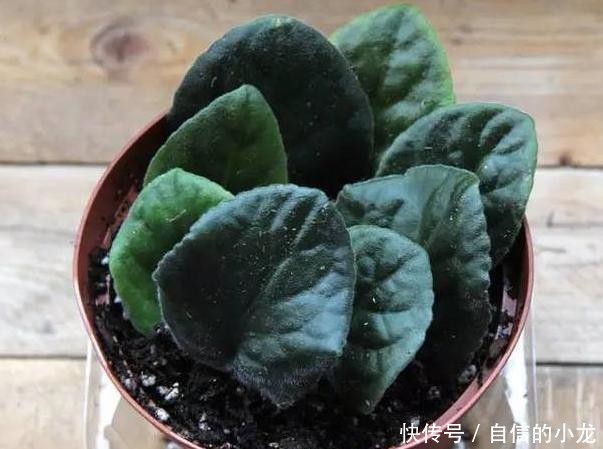 『开爆』初次养花没经验?紫罗兰盆栽最适合新手,注意3点砰砰花开爆盆