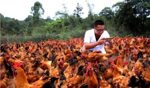 利润@土鸡利润那么高，为什么很多养殖户还是亏损！主要原因有两