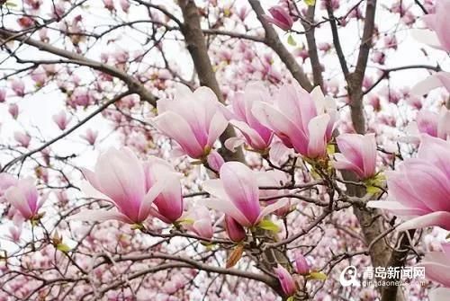  望春玉兰@玉兰花开又一春！＂疫＂时足不出户赏娇艳花开