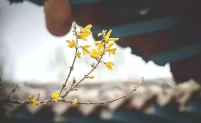 阳春三月,群芳争艳!来看西安这些“花花世界”的最佳踏春赏花指南