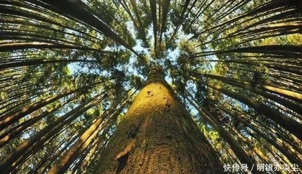  「银杏树」这十大长寿树王：棵棵大有来头，第一名比中国历史还