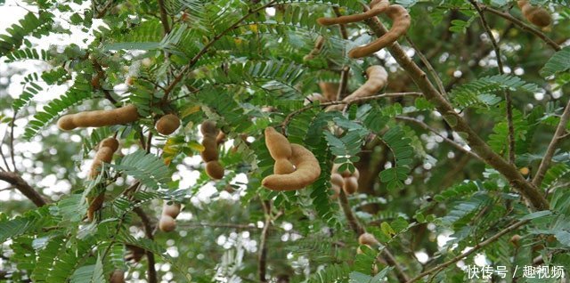 农村一种罕见的野果，10年才结一次果，你吃过吗