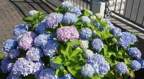 『长出』养绣球“修剪”要做对,花期必开花,花开几百朵,变成“大花球”
