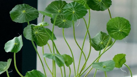 长寿花:巧用“荞麦皮”做肥料,随手撒一把,养的花蹭蹭往上长