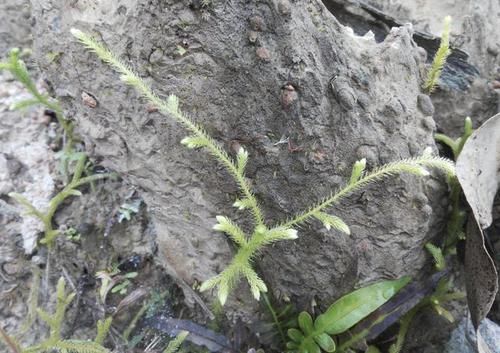  石松■田地里有1种草不常见，枝叶像“蜈蚣”，人称“垂穗石松”，珍贵