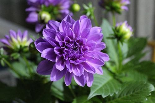 盆栽@忘了满天星六倍利吧,此植物花期长,爆盆容易极芳香,是盆栽佳品