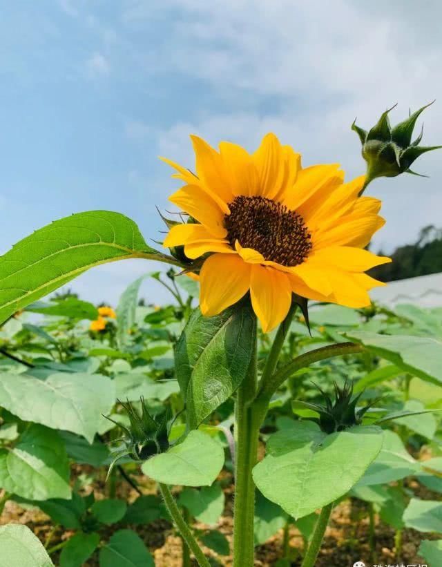  公园的向：超罕见白色、黑色向日葵！8千㎡花海！就藏在珠海市区！