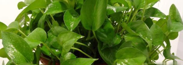 『黄叶』绿萝为什么黄叶