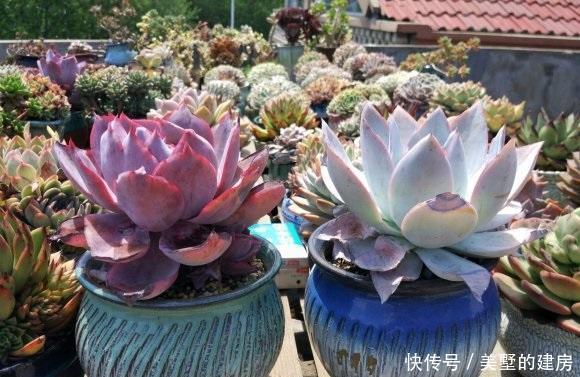 适得其反|养多肉,不要有“求快”心理,循序渐进,求快小心“适得其反”