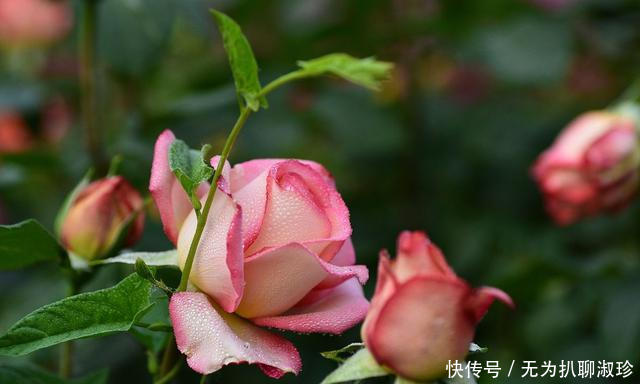  『木香花』抓住春天的“尾巴”，养上这几种花，赴一场最美“约会”