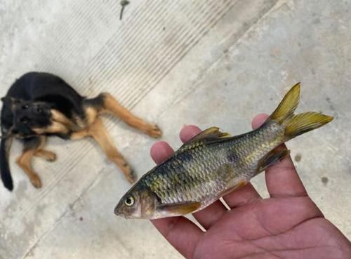  「真来」钓了几斤淡水石斑鱼，却有人说它是麦穗鱼，还想拿去喂鸡，真来气