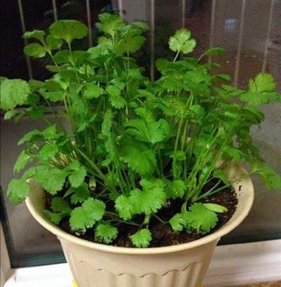 种子:阳台种香菜容易出苗,做好这2步,茎叶蹿个快上桌快