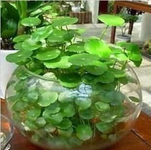  随便：还有比铜钱草更好养的绿植吗？随便一丢就能活！