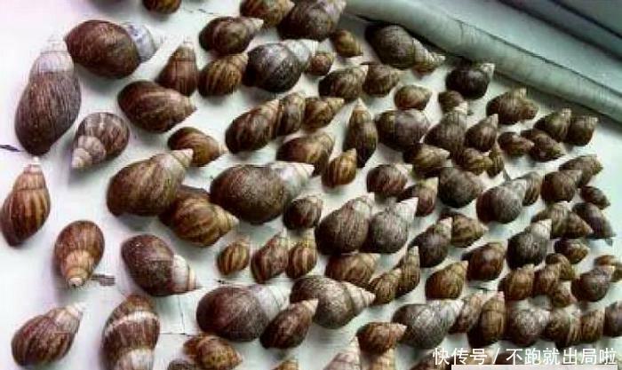 游客携带6斤多重的澳洲大龙虾入境，花了500欧元，却被截获没收？