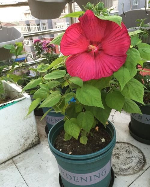  『家里』家里阳台养上这些花朵，漂亮又美丽，主要是比香水还香