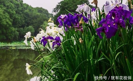 紫色耀眼的花菖蒲，花色丰富多彩，花型婀娜多姿，简直美炸了