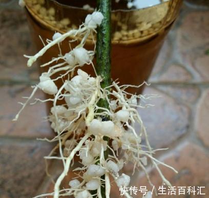 麻烦|扦插栀子花,不要想得太麻烦,一把“珍珠岩”,100%成活